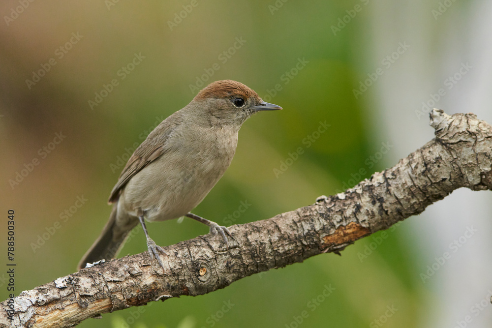 curruca capirotada (Sylvia atricapilla) curruca capirotada (Sylvia atricapilla)