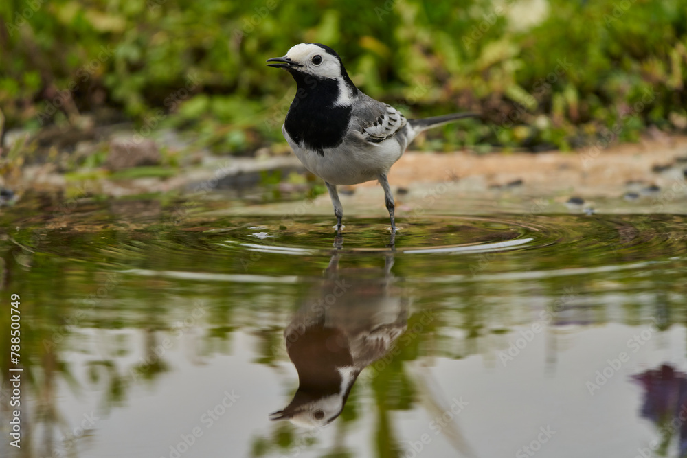 lavandera blanca o aguzanieves (Motacilla alba) en el estanque del parque lavandera blanca o aguzanieves (Motacilla alba) en el estanque del parque