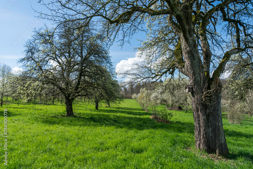 Streuobstwiese mit Birnbaum im Frühling Streuobstwiese mit Birnbaum im Frühling
