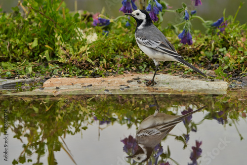 lavandera blanca​ o aguzanieves (Motacilla alba) en el estanque del parque photo