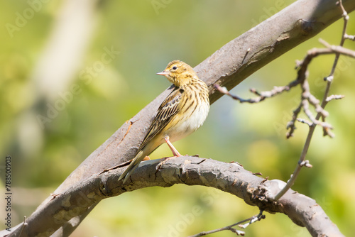 Bisbita arbóreo (Anthus trivialis) sobre una rama un día soleado