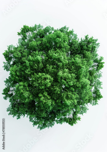 Studio, tree and natural top for ecology, nature and environmental growth for agriculture. Earth day, sustainable and eco friendly plant for climate change, white background and botanical in spring