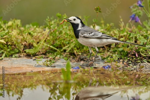 lavandera blanca​ o aguzanieves (Motacilla alba) en el estanque del parque photo