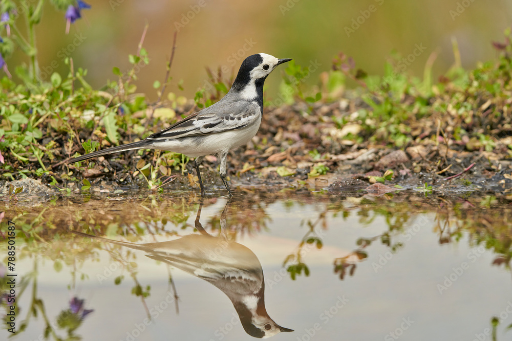 Obraz premium lavandera blanca o aguzanieves (Motacilla alba) en el estanque del parque