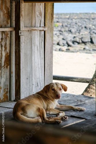 Street dog by the beach of Baler, Aurora. © Cherish