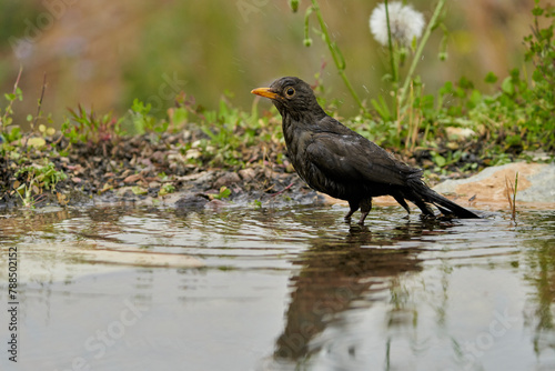 mirlo común o, más comúnmente, mirlo (Turdus merula) en el estanque del parque