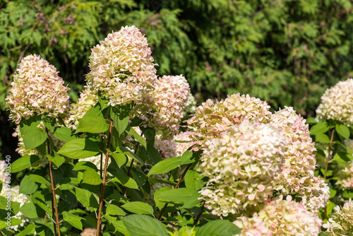 pink hydrangea blooms in the park 