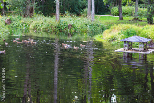 pond in a park with ducks