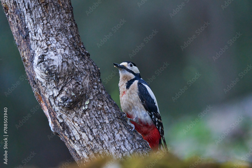 pico picapinos (Dendrocopos major) comiendo en un tronco pico picapinos (Dendrocopos major) comiendo en un tronco