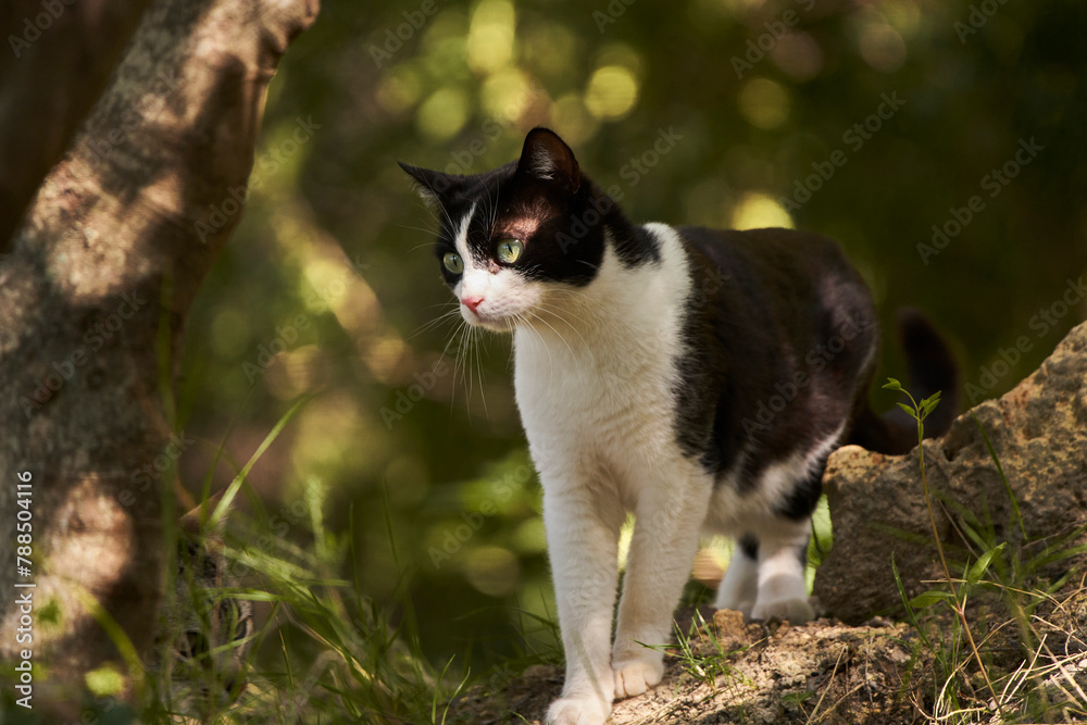 gato blanco y negro en el bosque