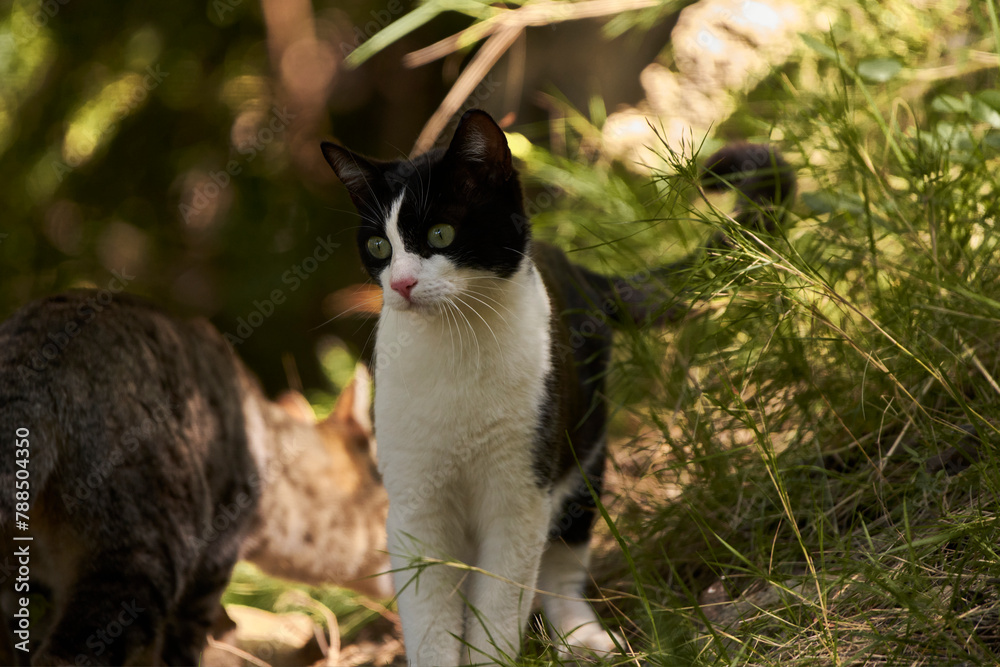 gato blanco y negro en el bosque gato blanco y negro en el bosque