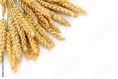 Wheat ears on a white background with space for text. Top view, flat lay
