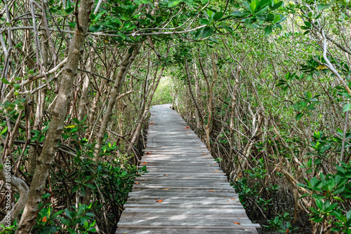 View of wooden bridge in flooded rainforest jungle of mangrove trees. Old wood floor with bridge or walk way through in tropical mangrove forest. Trail extends under shady tree.Tropical exotic travel