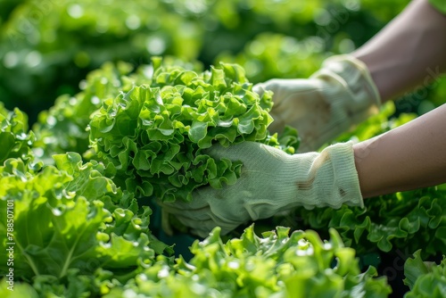 Hands in gloves tending to lush green lettuce in a vibrant garden. photo