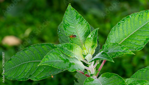 Blumea balsamifera o sambong, es una especie de planta medicinal perteneciente a la familia de las asteráceas.Se encuentra en el trópico y subtrópico de Asia, incluyendo el subcontinente indio y el su photo