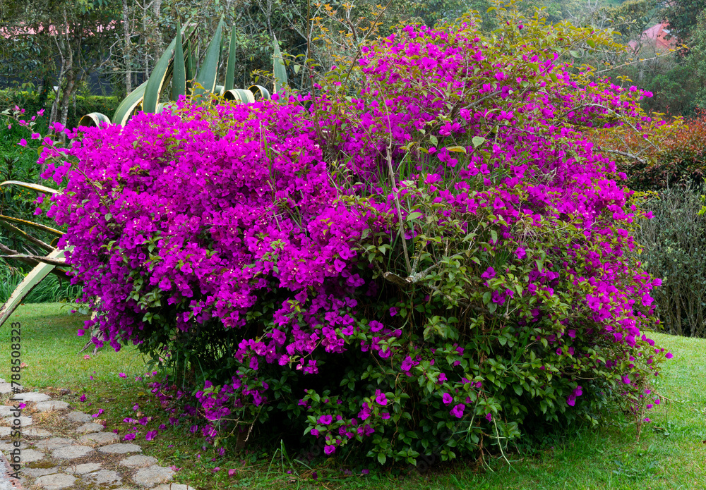 El género Bougainvillea, conocido popularmente como veranera