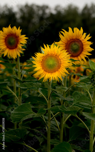 Sunflower close up, early morning in summer