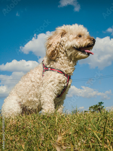 White frespuder dog sitting with its tongue out in a park in Bosa – Bogotá - Colombia © Ludaro