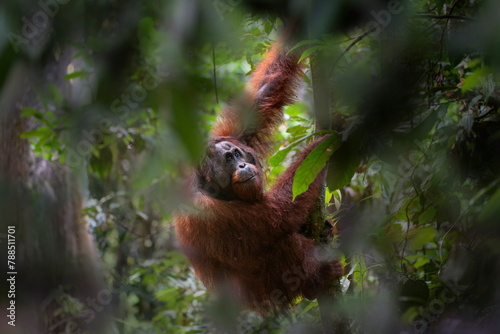 Bornean orangutan (Pongo pygmaeus) male climbing in rainforest understorey. Danum Valley, Borneo, Malaysia.  photo