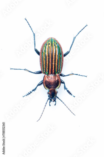 Ground beetle (Carabus nitens). Dwingelderveld National Park, The Netherlands. April. Controlled conditions.  photo