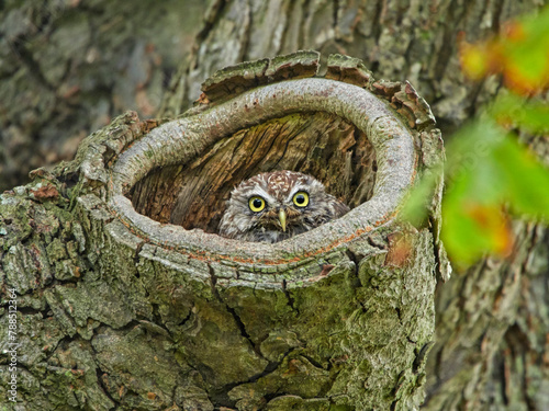 Little owl, (Athene noctua) adult sheltering in tree nest , UK  photo