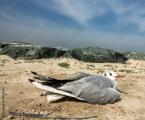 Wintering seagull dies on the shores of the Persian Gulf. Surf foam and sand cover the feathers photo