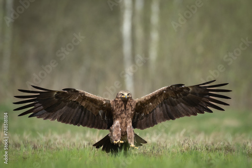 Birds of prey - Lesser Spotted Eagle Aquila pomarina bird on green meadow, hunting time