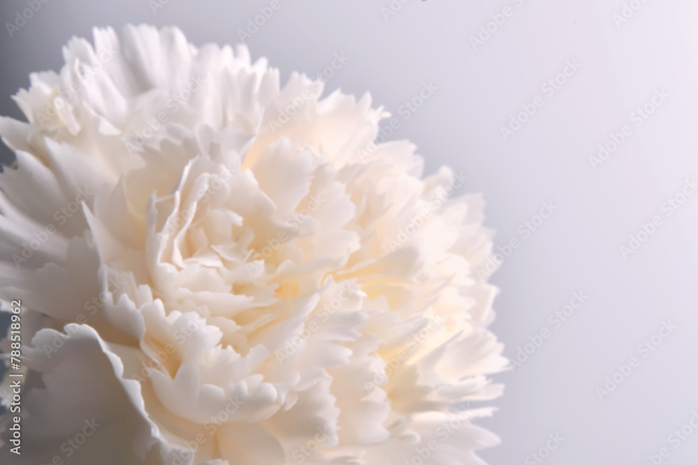 Abstract background with aster flower closeup.