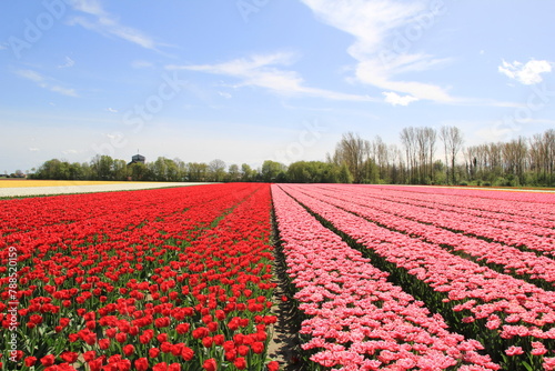 a beautiful tulip field with pink and red tulips in the dutch countryside in springtime