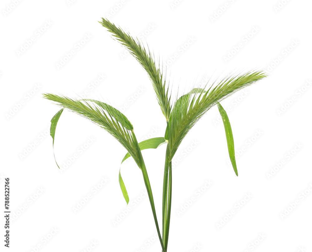 Fototapeta premium Green grass with seeds isolated on white background and texture, clipping path 