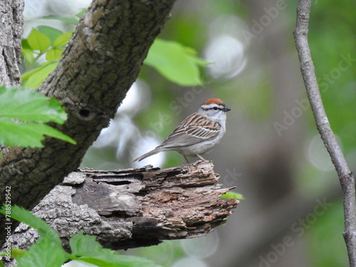 A chipping sparrow perched on a withered branch within a woodland forest. Bombay Hook National Wildlife Refuge, Kent County, Delaware. photo