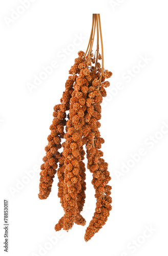 Twig of red millet seeds isolated on a white background.