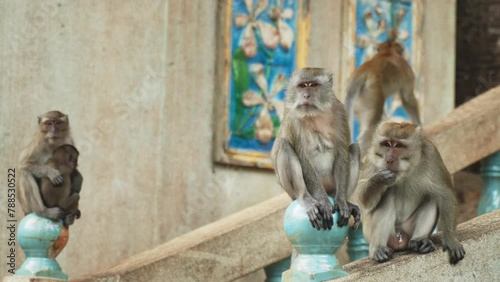 Small group of long-tailed Macaques in a temple photo