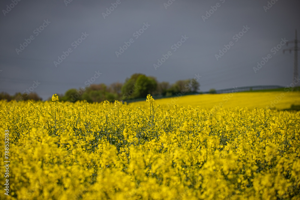 Obraz premium Rapsfeld