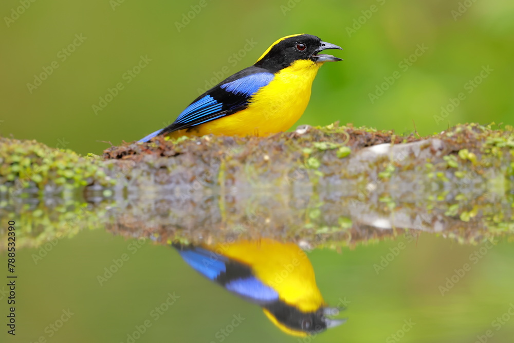 Naklejka premium Blue-winged Mountain Tanager (Anisognathus somptuosus) Ecuador