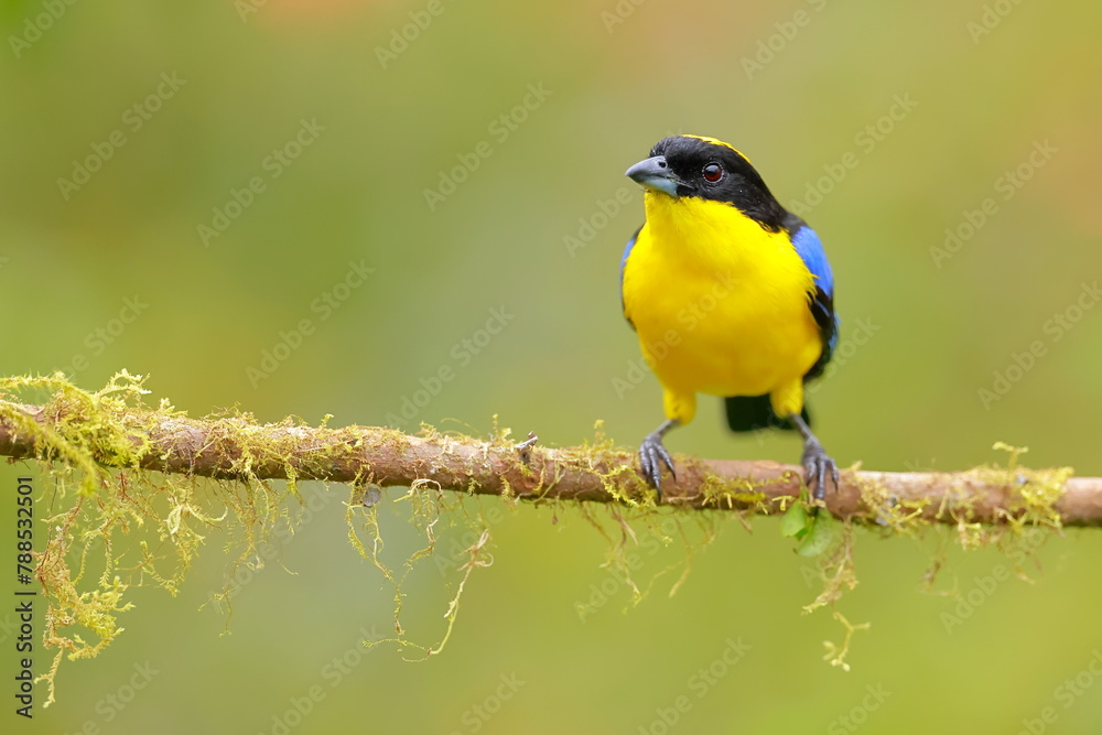 Blue-winged Mountain Tanager (Anisognathus somptuosus) Ecuador Blue-winged Mountain Tanager (Anisognathus somptuosus) Ecuador