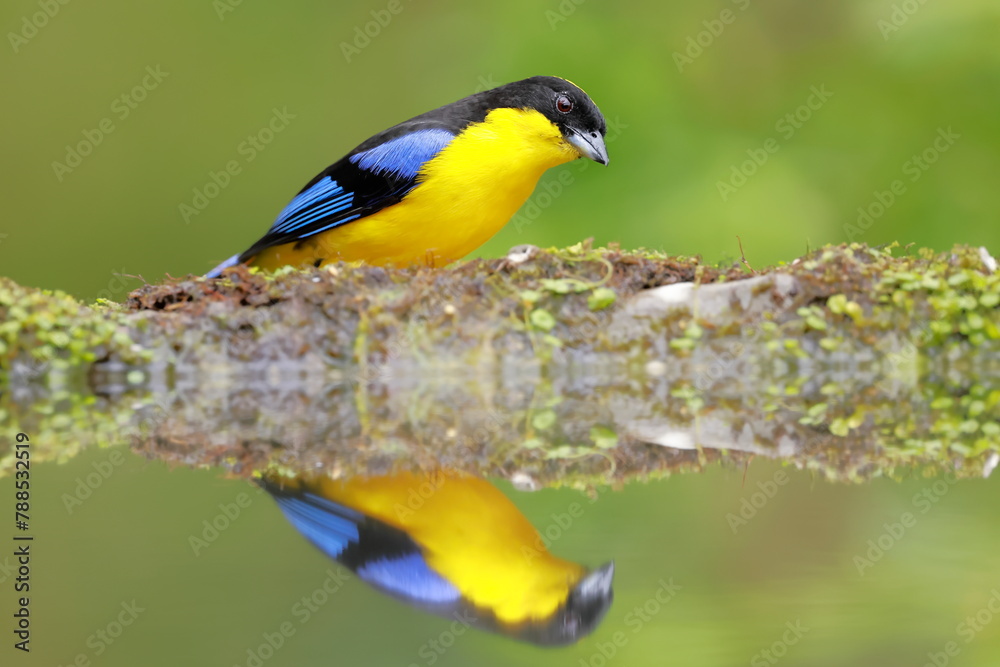 Blue-winged Mountain Tanager (Anisognathus somptuosus) Ecuador Blue-winged Mountain Tanager (Anisognathus somptuosus) Ecuador