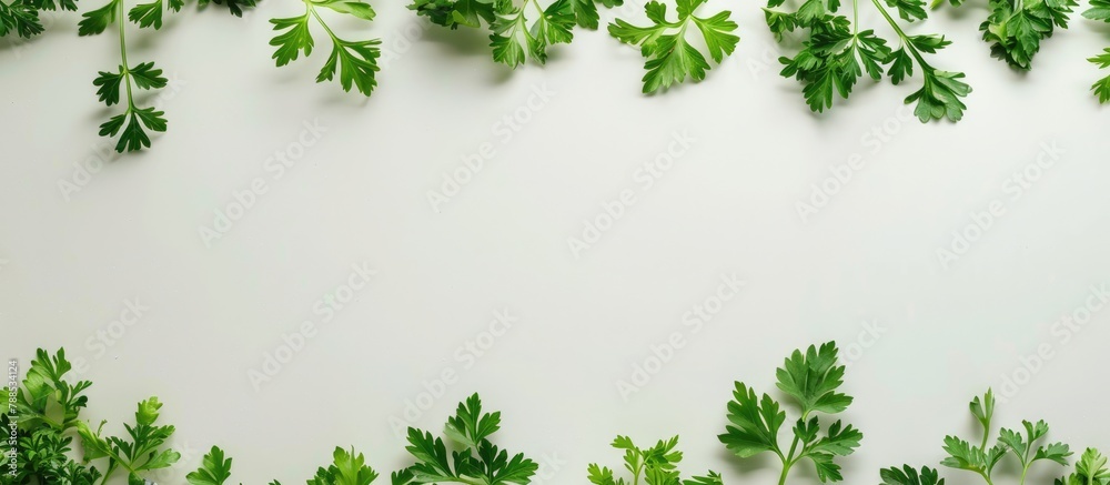 Parsley leaves arranged on a white background with space for text, seen from above. Parsley leaves arranged on a white background with space for text, seen from above.