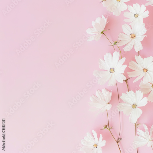 Frame of white flowers on a pink background 