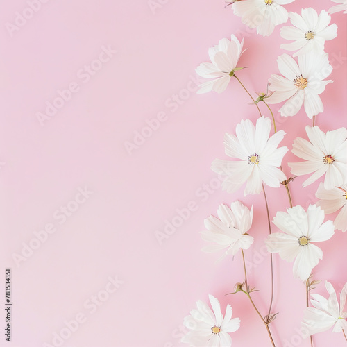 Frame of white flowers on a pink background
