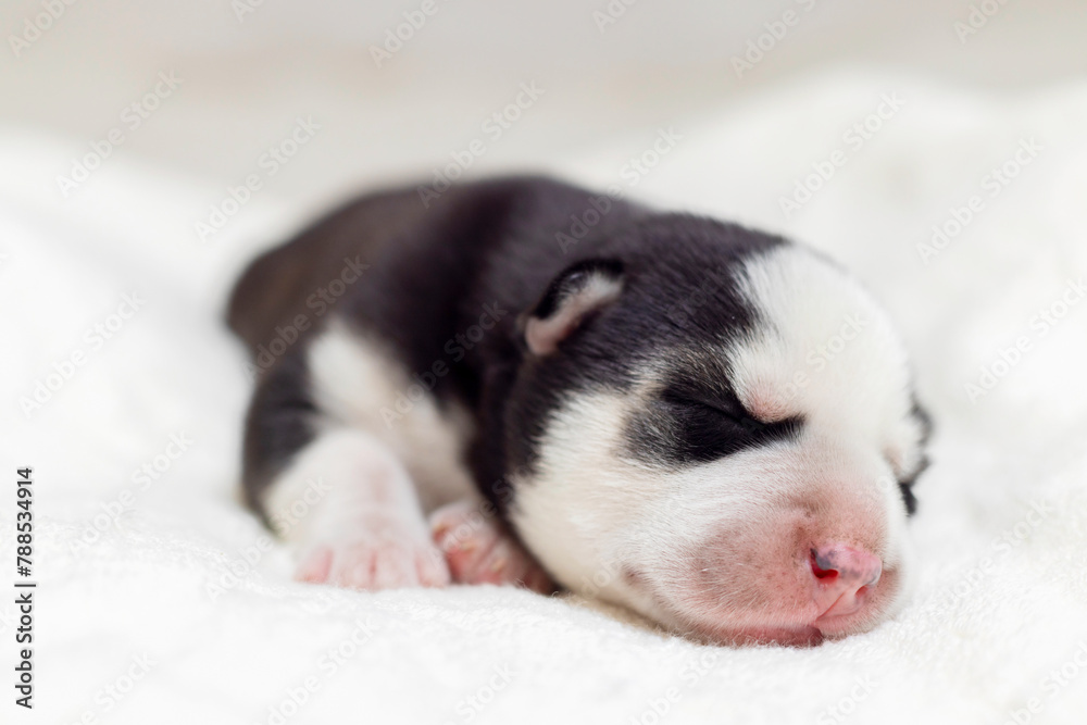Puppy Sleeping on White Blanket