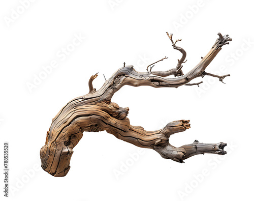 dry branch wood isolated on transparent background cutout
