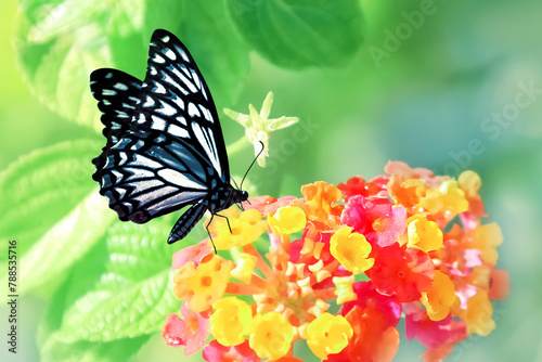 Tropical butterfly and yellow-red flowers