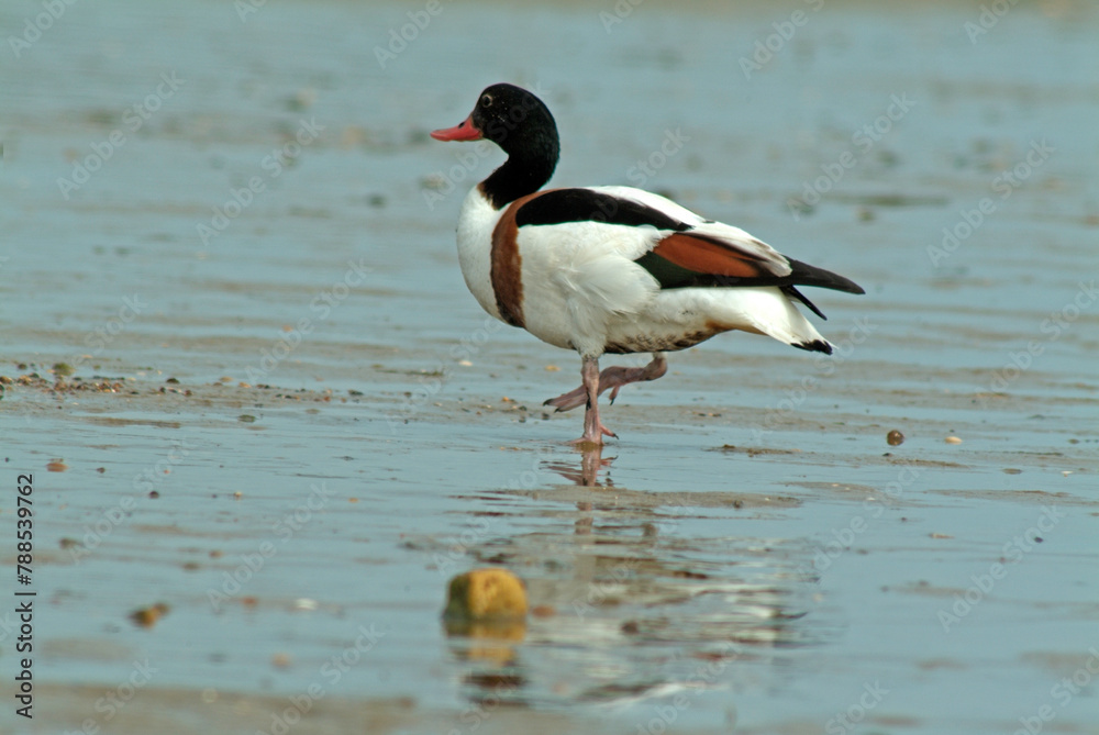 Tadorne de Belon,.Tadorna tadorna, Common Shelduck Tadorne de Belon,.Tadorna tadorna, Common Shelduck