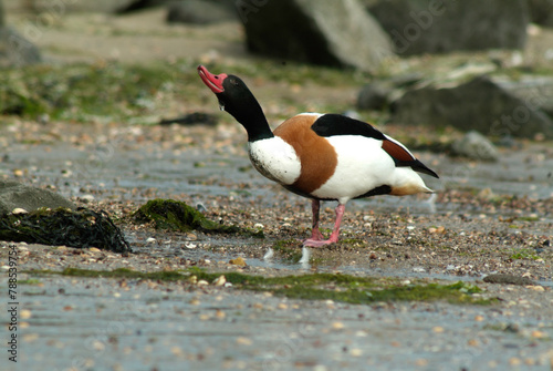 Tadorne de Belon,.Tadorna tadorna, Common Shelduck