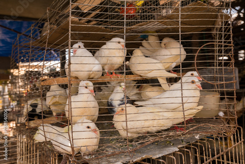White Pigeons in the Cage at the Ver o Peso Market in Belem City in Brazil
