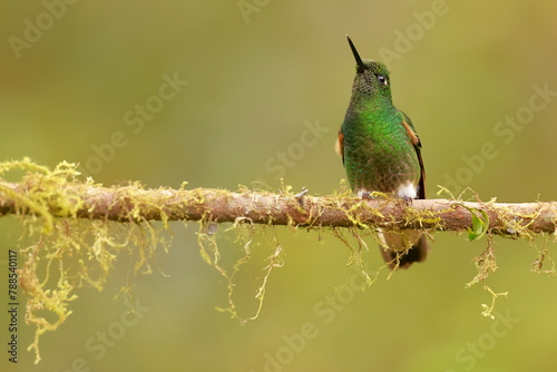 Buff-tailed coronet (Boissonneaua flavescens) Ecuador  photo