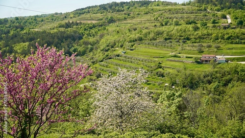 Landscape surrounding the medieval town of Oprtalj in the central northern part of Istria County, situated across the Mirna river valley from the village of Motovun.         
 photo