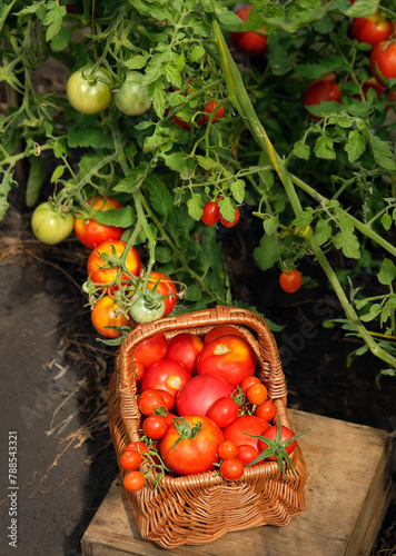 basket with red ripe tomatoes in greenhouse, natural background. Fresh picking tomatoes. gardening vegetable harvest season. cultivation of useful healthy Organic vegetables.