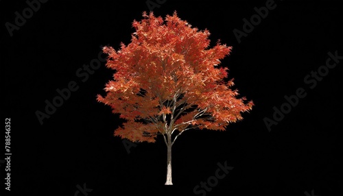 Wallpaper Beautiful branch with colorful Japanese maple leaves, isolated on a black background